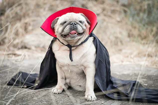 Vets Warn Against Halloween Pet Costumes Amid Deadly Risks