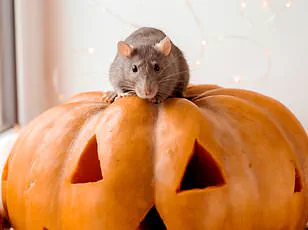 Vets Warn Against Halloween Pet Costumes Amid Deadly Risks