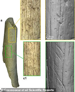 Ancient Cannibalism Uncovered: Study Suggests Early Humans Targeted Neanderthal Children and Young Women 45,000 Years Ago