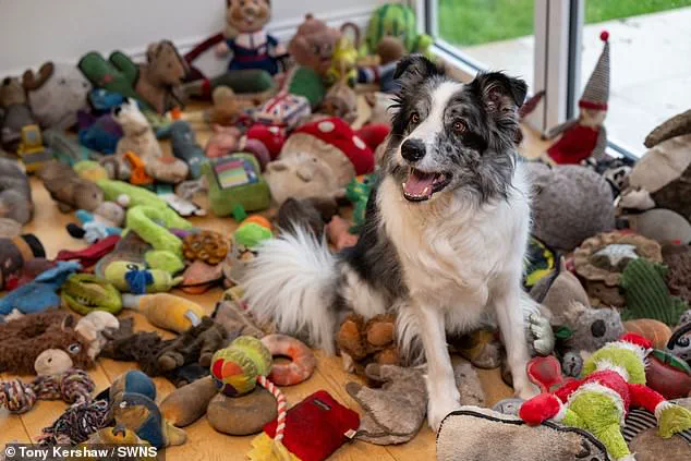 Britain's Brightest Dog: The Extraordinary Story of Harvey the Border Collie and His Owner Irene Hewlett