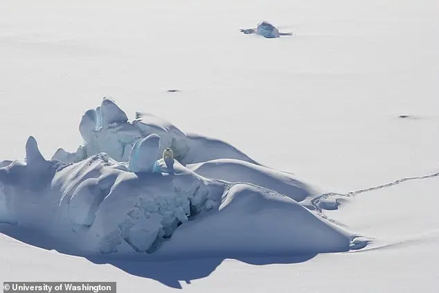 Groundbreaking Study Reveals Genetic Adaptations in Polar Bears Amid Climate Change-Driven Resilience