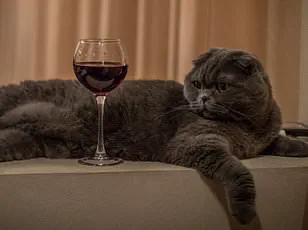 Scientists Reveal: 'Novice Wine Tasters Often Overestimate Their Expertise, But Confidence Wanes with Learning'