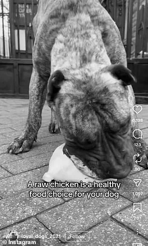 Social Media Trend of Dogs Eating Raw Meat Sparks Veterinary Concerns