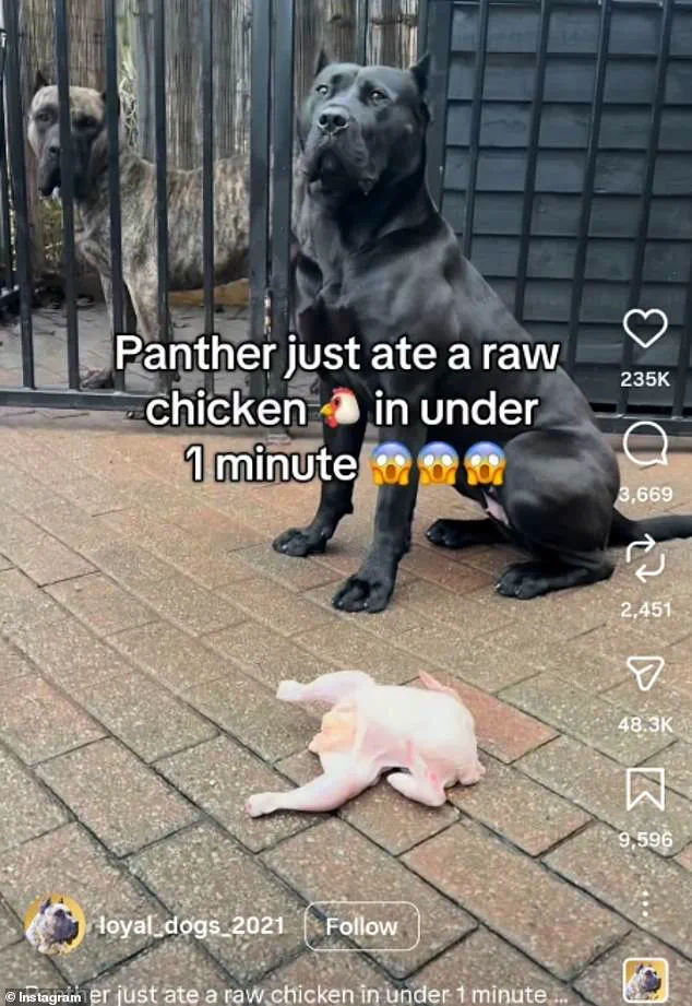 Social Media Trend of Dogs Eating Raw Meat Sparks Veterinary Concerns