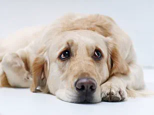 Social Media Trend of Dogs Eating Raw Meat Sparks Veterinary Concerns