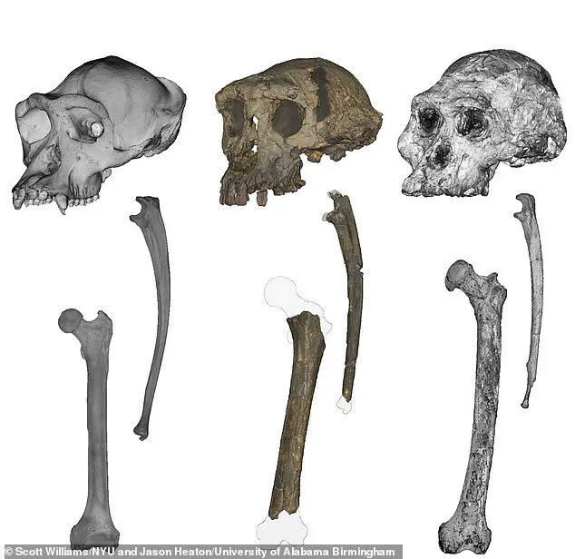 Pivotal Shift in Human Evolution: Scientists Identify Earliest Known Species to Walk Upright