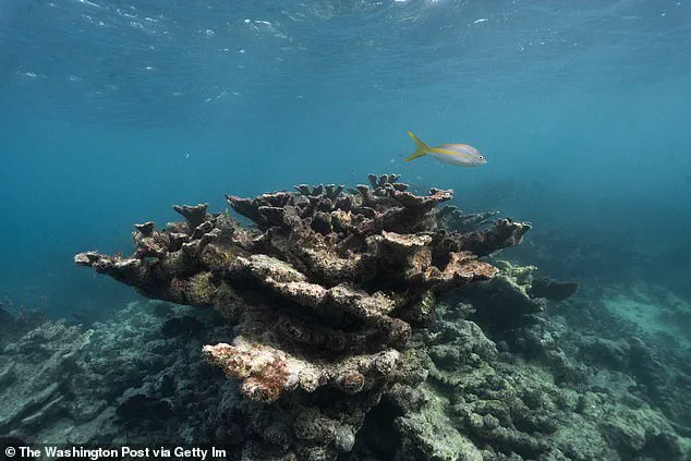 2026 Could Signal Irreversible Loss for Coral Reefs as Climate Change Nears Tipping Point