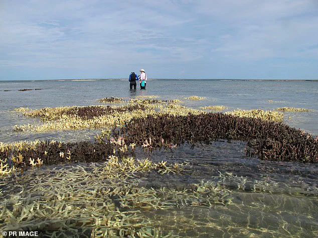 2026 Could Signal Irreversible Loss for Coral Reefs as Climate Change Nears Tipping Point