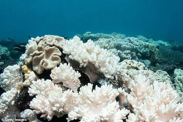 2026 Could Signal Irreversible Loss for Coral Reefs as Climate Change Nears Tipping Point