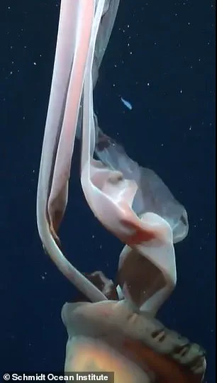 Exclusive Deep-Sea Footage Captures Elusive Giant Phantom Jellyfish in Remote Argentine Canyon