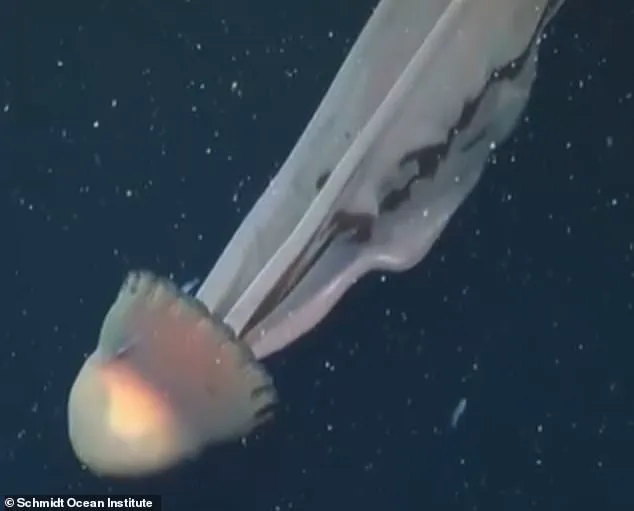 Exclusive Deep-Sea Footage Captures Elusive Giant Phantom Jellyfish in Remote Argentine Canyon