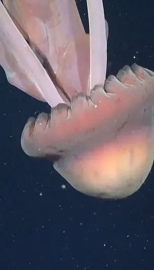 Exclusive Deep-Sea Footage Captures Elusive Giant Phantom Jellyfish in Remote Argentine Canyon