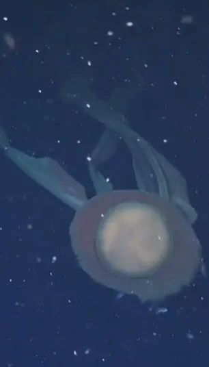 Exclusive Deep-Sea Footage Captures Elusive Giant Phantom Jellyfish in Remote Argentine Canyon