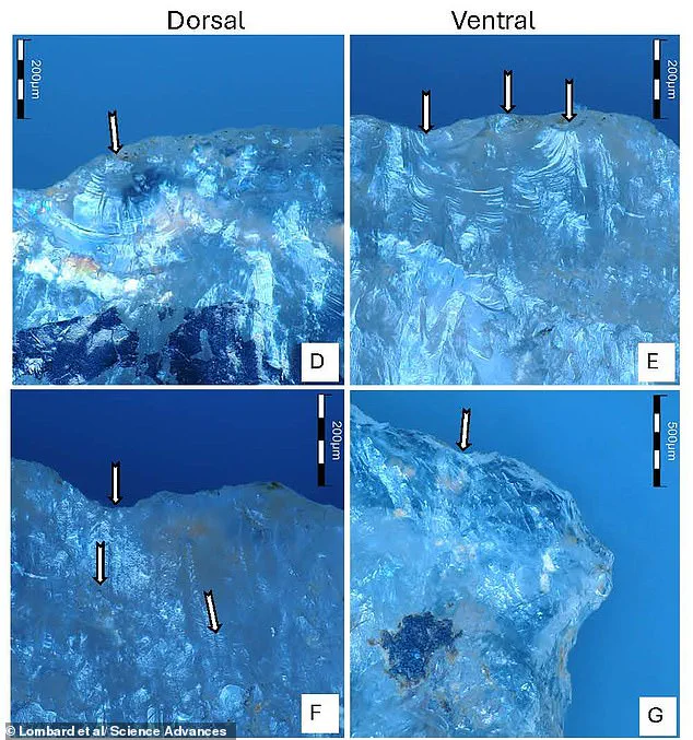 Ancient Poison Use Discovered on 60,000-Year-Old Arrowheads in South Africa