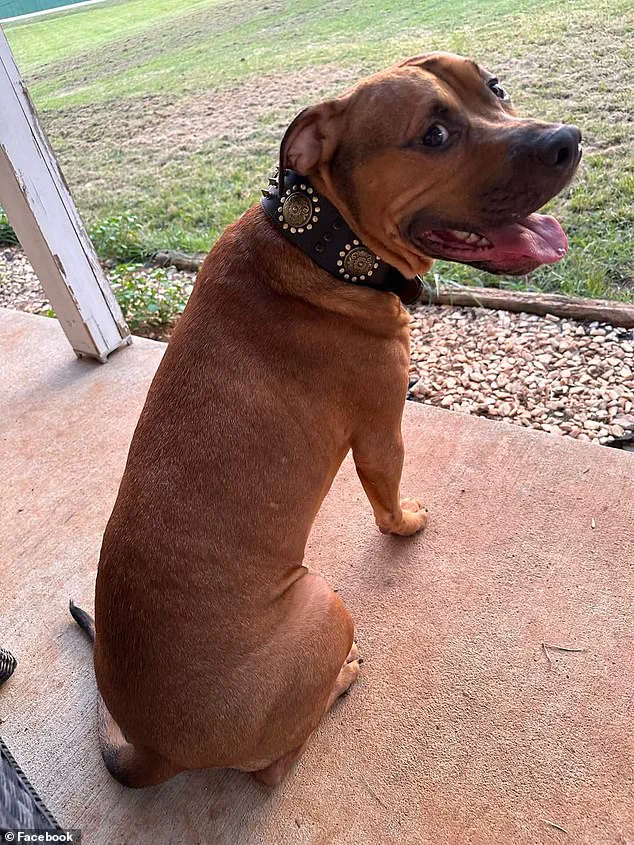 Behind Closed Doors: Expert Warnings on Dog Aggression and Public Safety