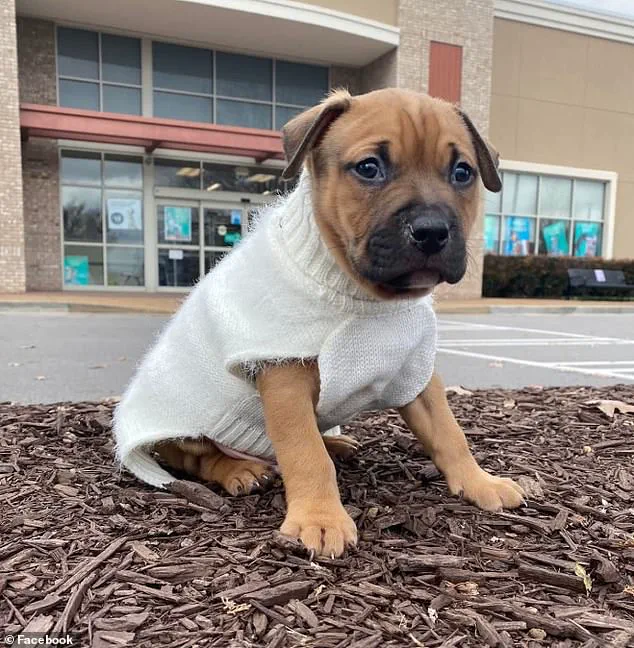 Behind Closed Doors: Expert Warnings on Dog Aggression and Public Safety