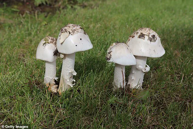 Urgent Warnings as Deadly Mushroom Poisonings Surge in California: Three Dead, Over Two Dozen Hospitalized