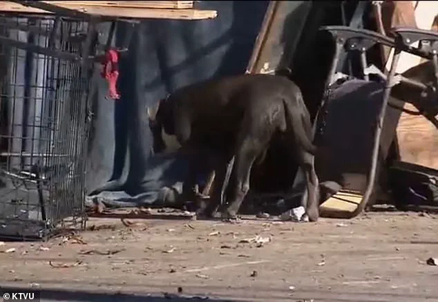 Rare Bacterial Disease Emerges as Public Health Crisis in Berkeley Homeless Encampments, Prompting Health Advisories