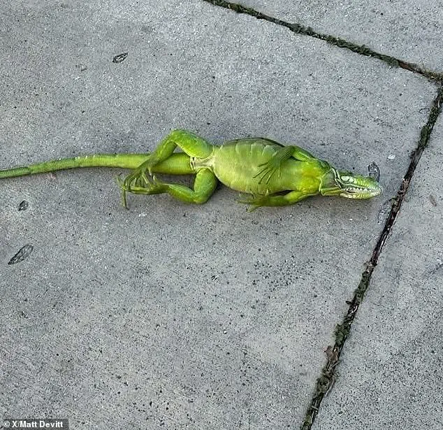 Historic Cold Snap Expected as Polar Vortex Brings Record-Low Temperatures to Major U.S. Cities