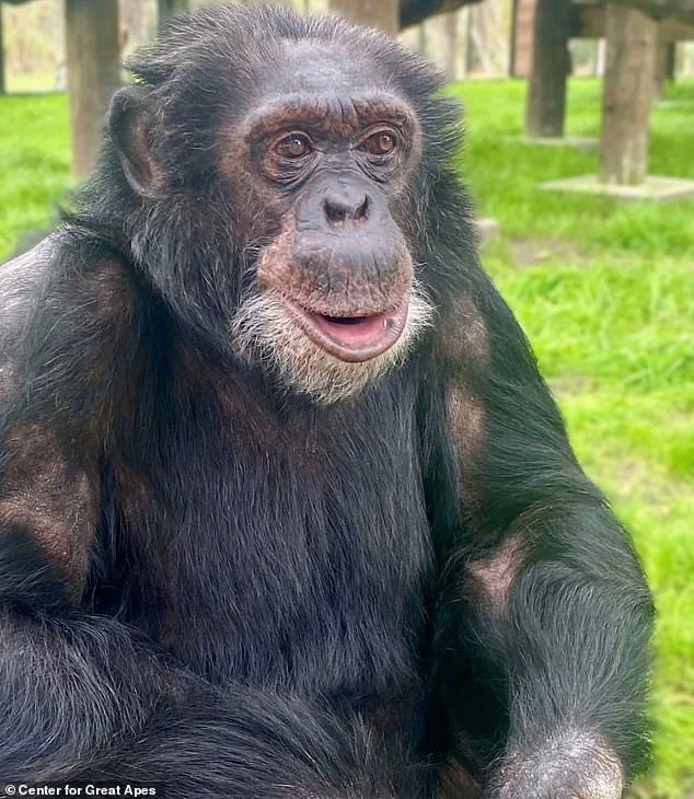 From Party Animal to Quiet Retirement: Bubbles the Chimpanzee's Journey, as Shared by Center Founder Patti Ragan