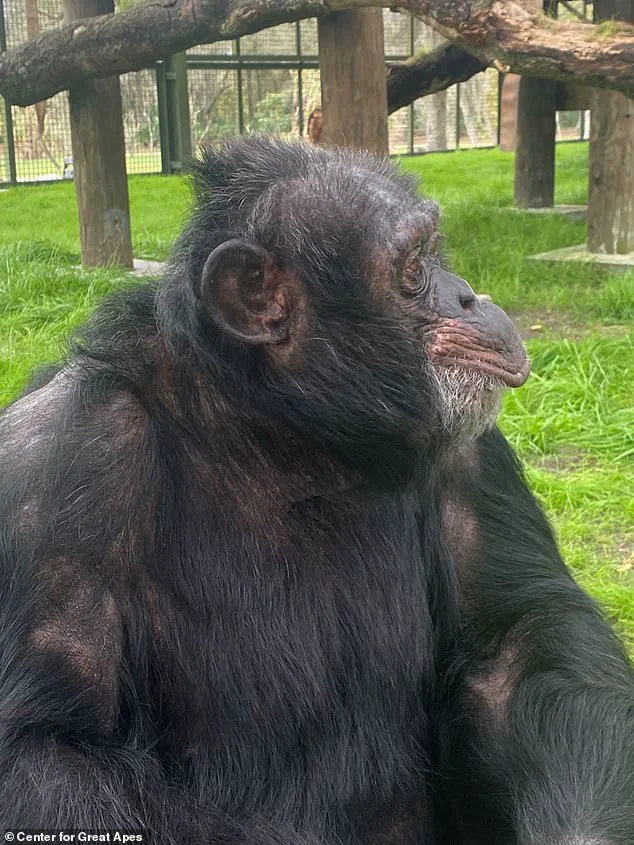 From Party Animal to Quiet Retirement: Bubbles the Chimpanzee's Journey, as Shared by Center Founder Patti Ragan