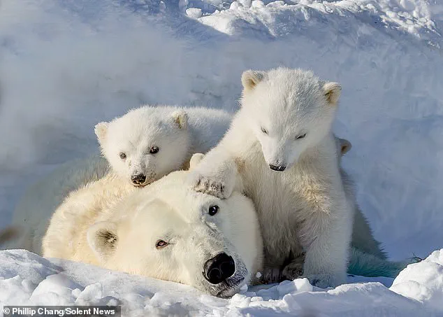 A Mother's Final Embrace: Polar Bear Cubs and the Looming Threat of Climate Change