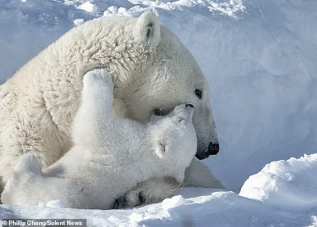 A Mother's Final Embrace: Polar Bear Cubs and the Looming Threat of Climate Change