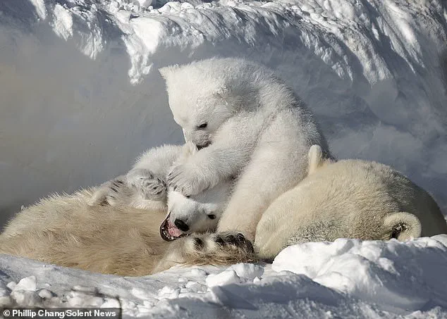 A Mother's Final Embrace: Polar Bear Cubs and the Looming Threat of Climate Change