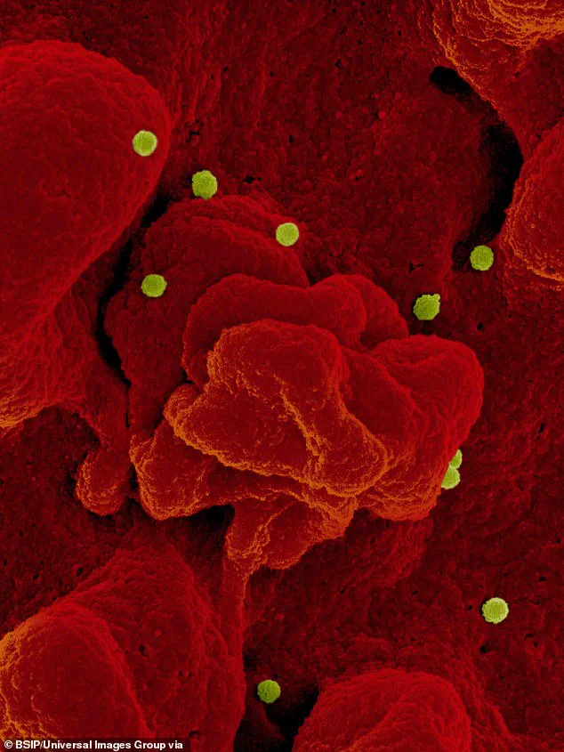 NIH BSL-4 Lab Incident Sparks Emergency Measures, Underlining Importance of Restricted Access and Expert Advisories for Public Safety