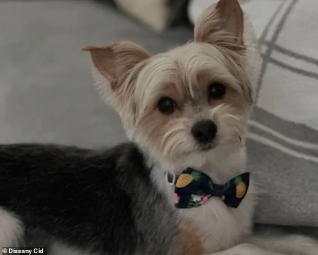 Grieving Owner Demands Justice After Dog Killed in 'Door-Kick Challenge' Prank, Says Teens Recklessly Smashed Through Her Home