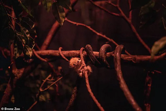 Urgent Update: Endangered Baby Pygmy Slow Loris Born at Bronx Zoo Sparks Social Media Frenzy