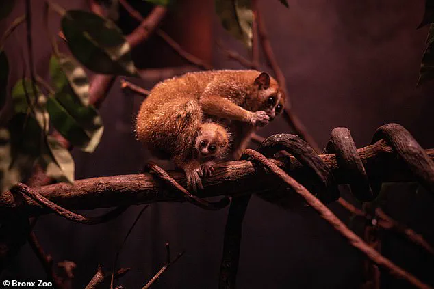 Urgent Update: Endangered Baby Pygmy Slow Loris Born at Bronx Zoo Sparks Social Media Frenzy