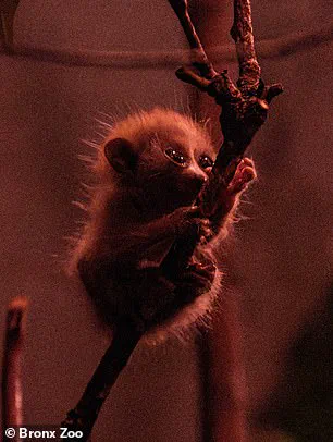 Urgent Update: Endangered Baby Pygmy Slow Loris Born at Bronx Zoo Sparks Social Media Frenzy