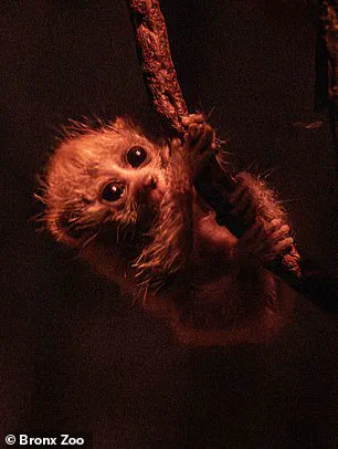 Urgent Update: Endangered Baby Pygmy Slow Loris Born at Bronx Zoo Sparks Social Media Frenzy