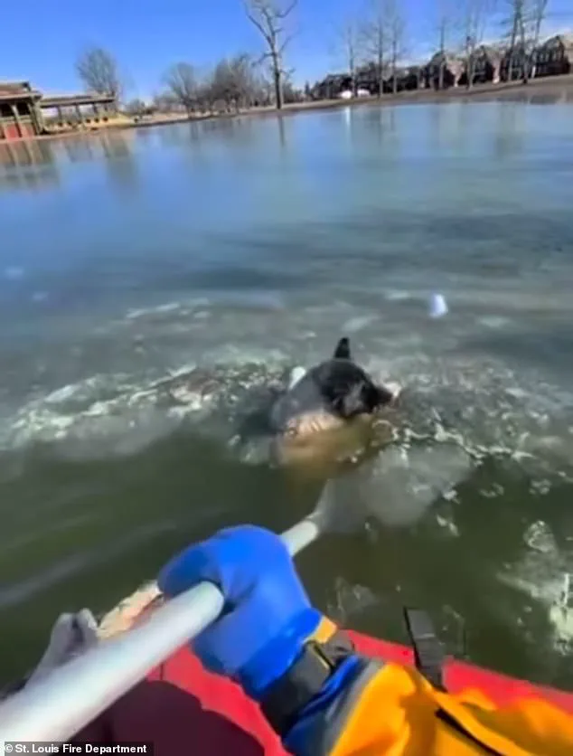 Miraculous Rescue as St. Louis Dog Survives Freezing Lake Incident