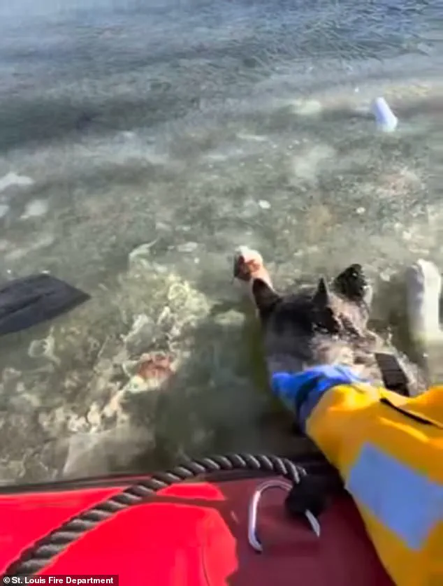 Miraculous Rescue as St. Louis Dog Survives Freezing Lake Incident