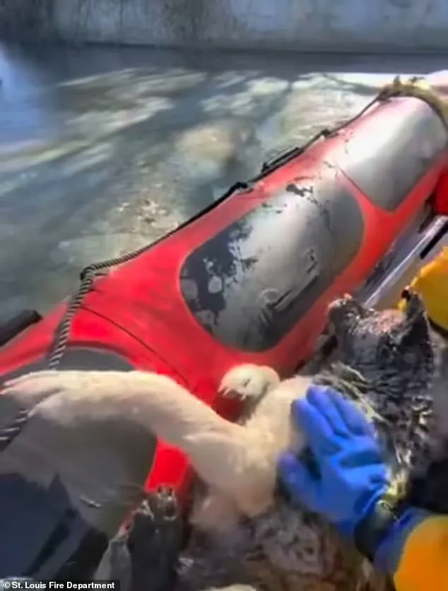 Miraculous Rescue as St. Louis Dog Survives Freezing Lake Incident
