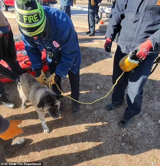 Miraculous Rescue as St. Louis Dog Survives Freezing Lake Incident