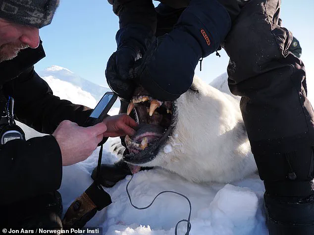 Svalbard Polar Bears Gain Weight Amid Shrinking Sea Ice, Study Finds