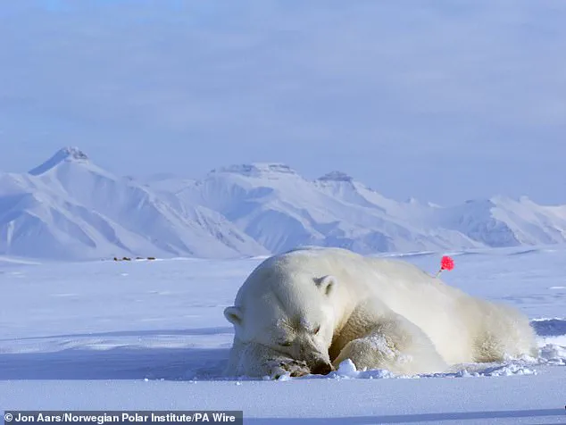 Svalbard Polar Bears Gain Weight Amid Shrinking Sea Ice, Study Finds