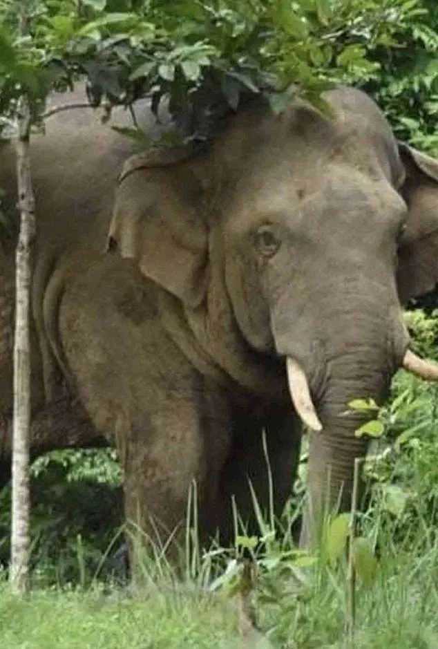 Thai Tourist Killed by Rogue Elephant Phlai Oyewan in Khao Yai Park; Third Fatality Linked to the Animal