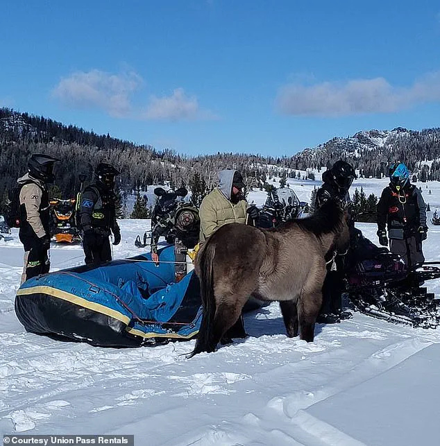 Miraculous Rescue of Mouse, the Horse Who Survived Alone for Seven Months in the Wild
