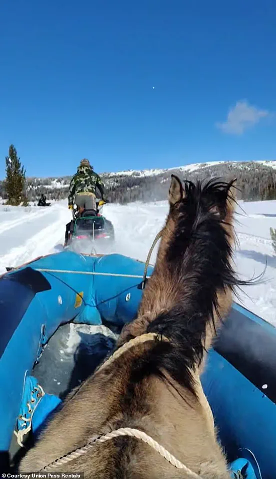 Miraculous Rescue of Mouse, the Horse Who Survived Alone for Seven Months in the Wild