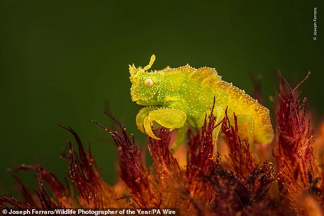Nature's Beauty in Focus: Wildlife Photographer of the Year Shortlisted Images Invite Global Vote