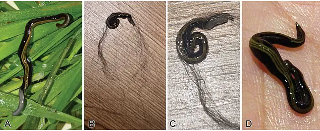 Invasive Flatworms Exploit Pets to Spread Across Europe, Study Warns