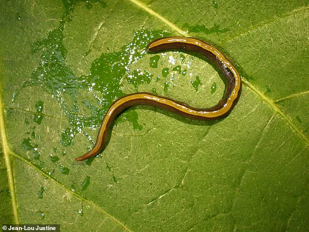 Invasive Flatworms Exploit Pets to Spread Across Europe, Study Warns
