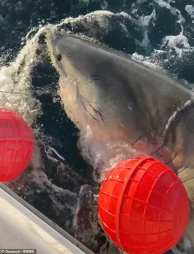 Massive Great White Shark 'Contender' Spotted Near Cape Fear, NC During Seasonal Migration
