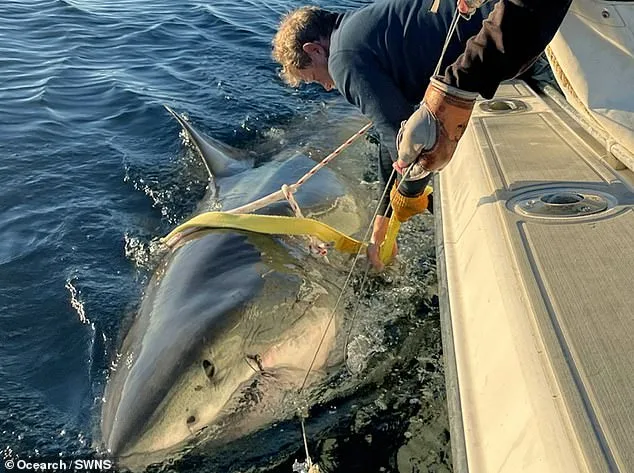 Massive Great White Shark 'Contender' Spotted Near Cape Fear, NC During Seasonal Migration