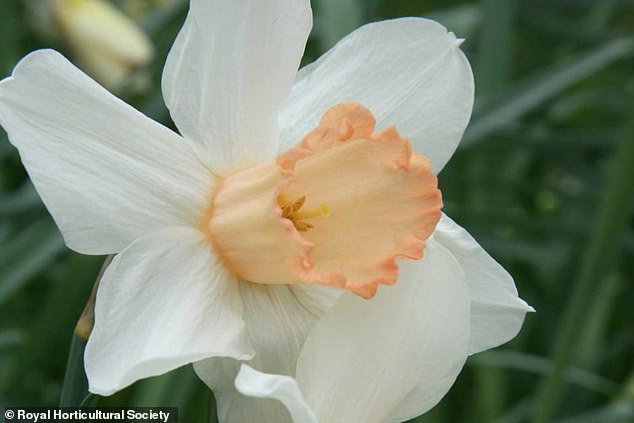 Rare Pink Daffodil 'Mrs R.O Blackhouse' Faces Extinction as RHS Urges Action to Save Vanishing Garden Staple