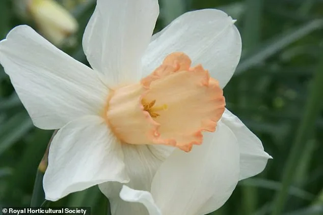 Rare Pink Daffodil 'Mrs R.O Blackhouse' Faces Extinction as RHS Urges Action to Save Vanishing Garden Staple